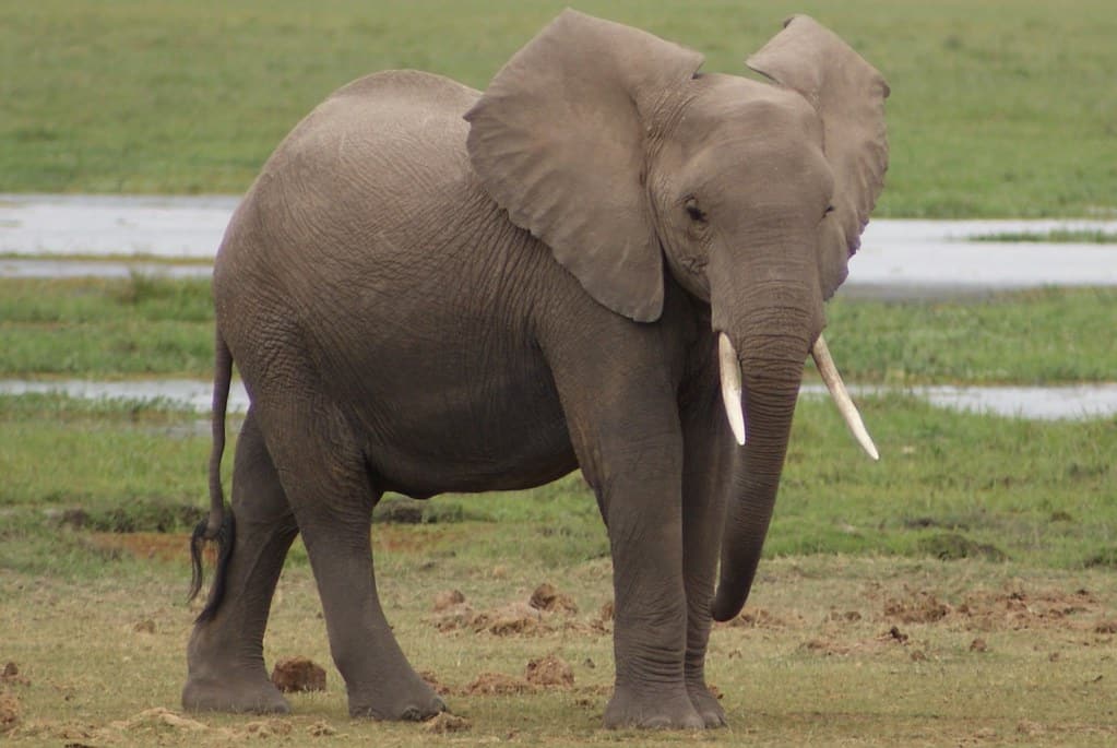 African Elephant – Amboseli National Park, Kenya. 30.07.2008 African Elephant – Amboseli National Park, Kenya. 30.07.2008