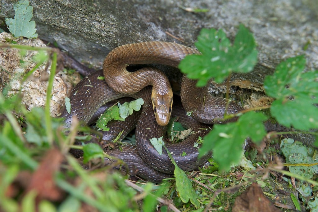 Zamenis longissimus Zamenis longissimus