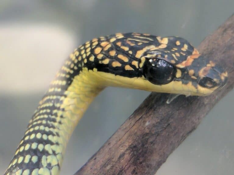 chrysopelea paradisi paradise flying snake 13 Paradise Flying Snake