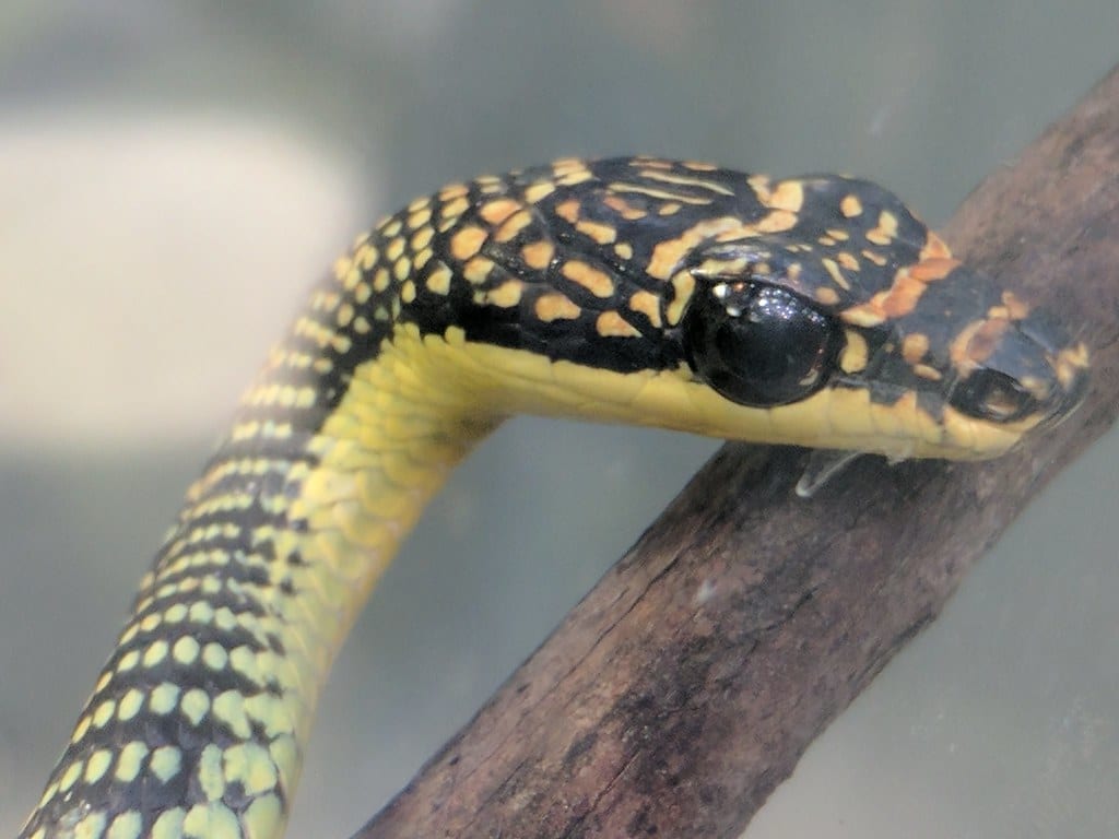 chrysopelea paradisi paradise flying snake 13  Paradise Flying Snake