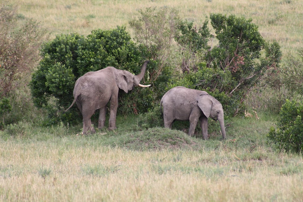 African Elephant and Calf African Elephant and Calf
