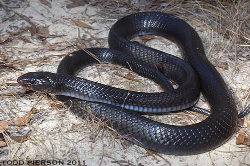 Drymarchon corais couperi: Eastern Indigo Snake Drymarchon corais couperi: Eastern Indigo Snake