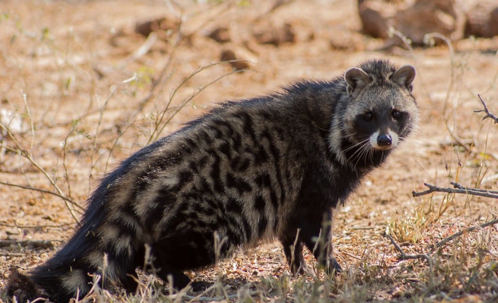 African Civet