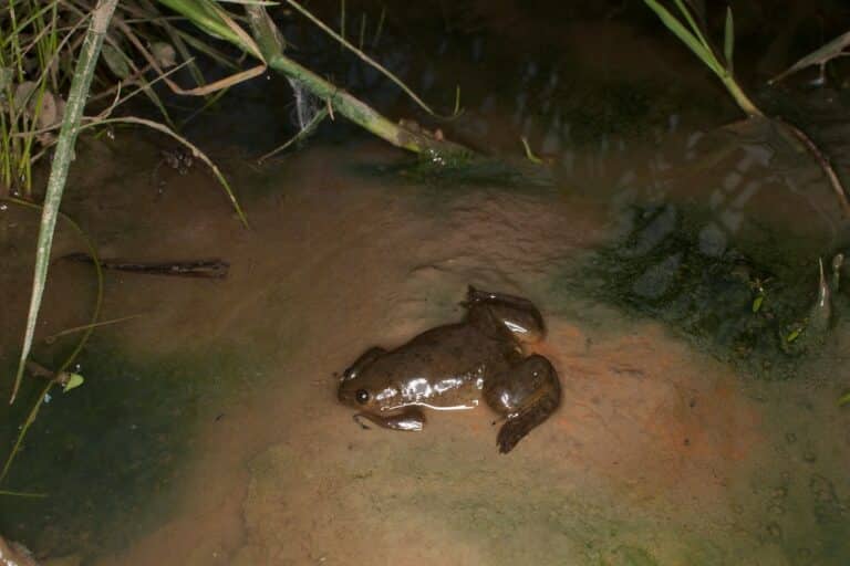 Xenopus laevis