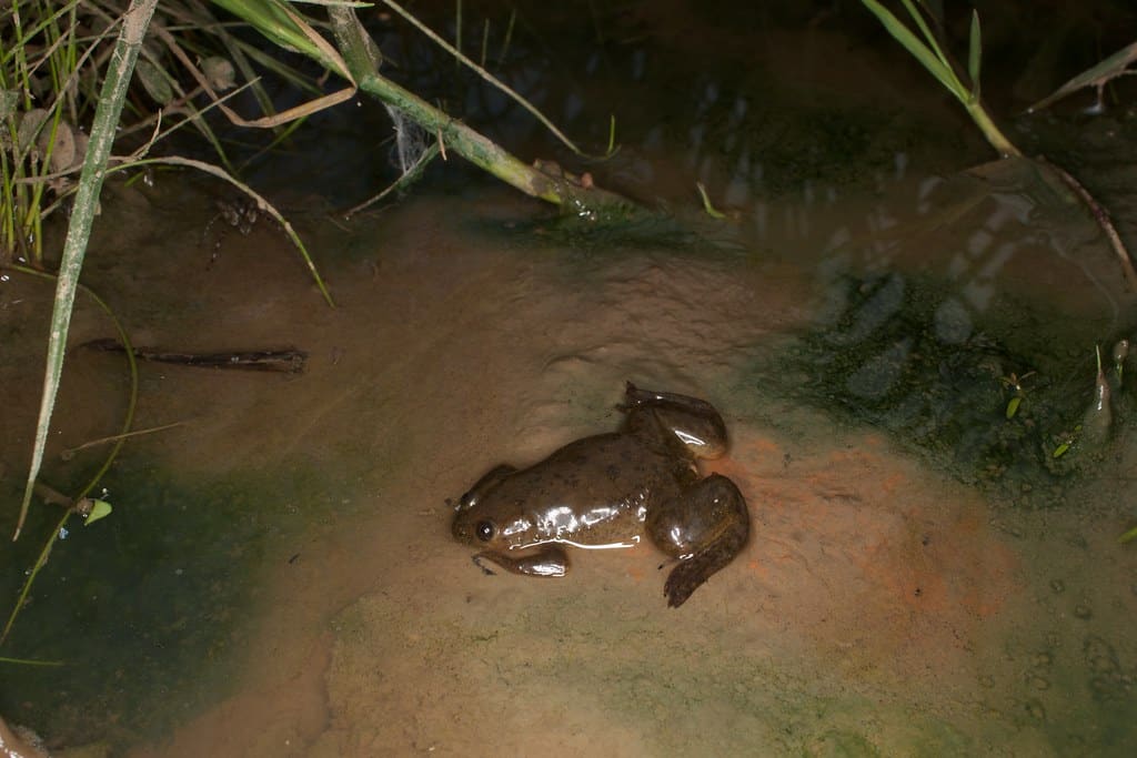 Xenopus laevis