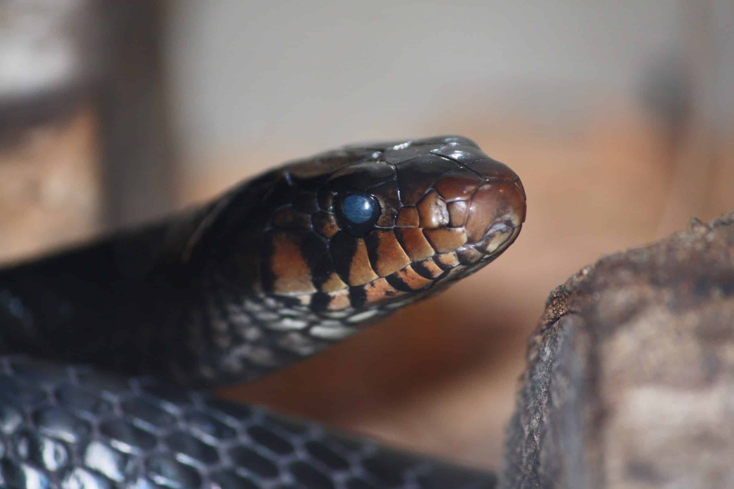 Eastern Indigo 001 Eastern Indigo 001 Eastern Indigo Snake