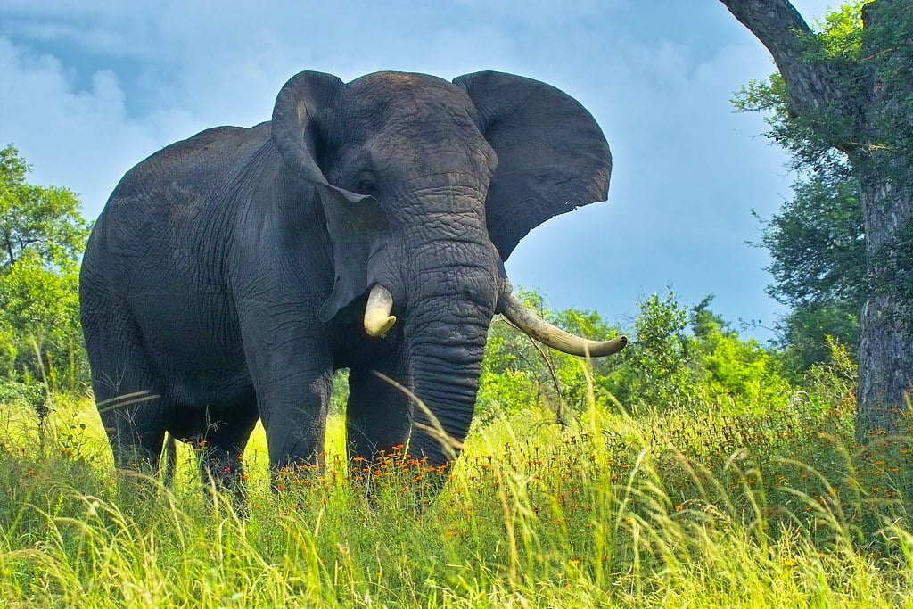 African elephant African elephant