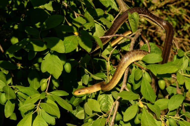 Zamenis longissimus Zamenis longissimus