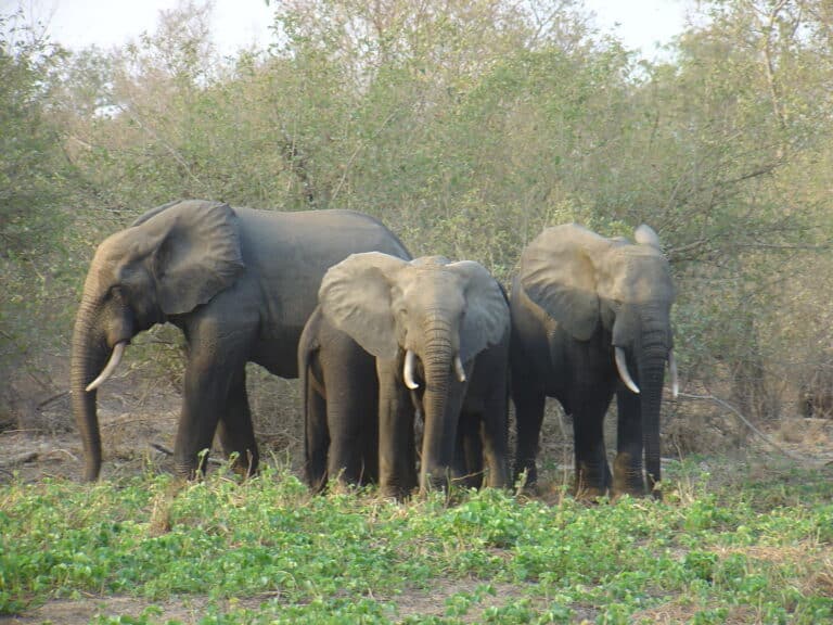 Loxodonta cyclotis 110278379