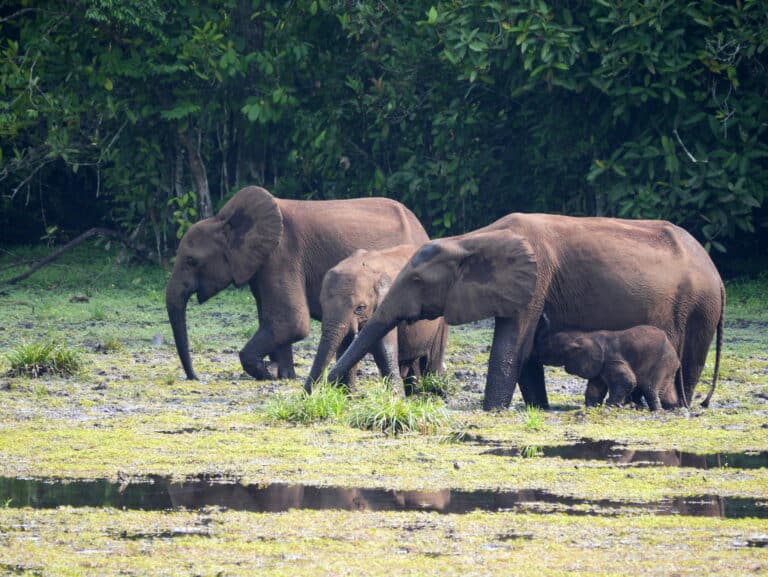Loxodonta cyclotis 3970048