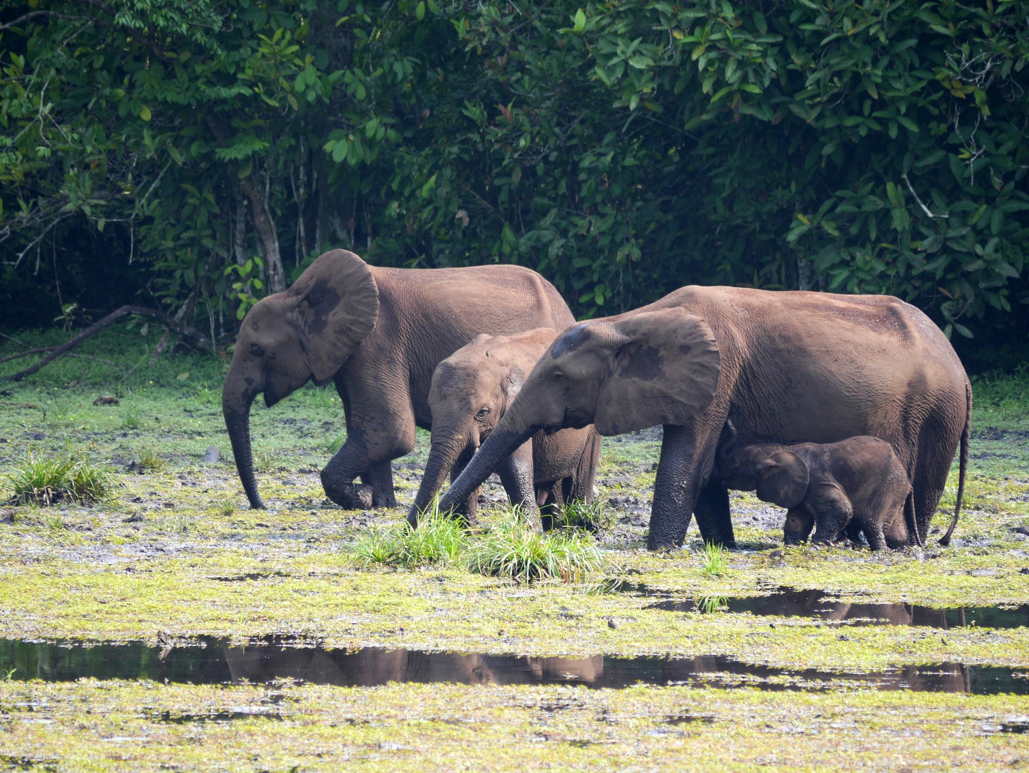 Loxodonta cyclotis 3970048
