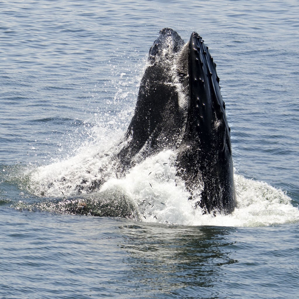 Humpback Whale Humpback Whale