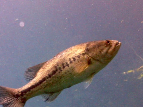 Largemouth Bass (17)