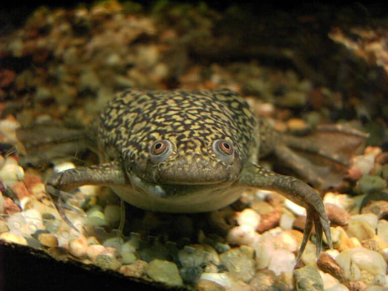 File:Gemeiner Krallenfrosch – Xenopus laevis – aus Afrika ArM.jpg
