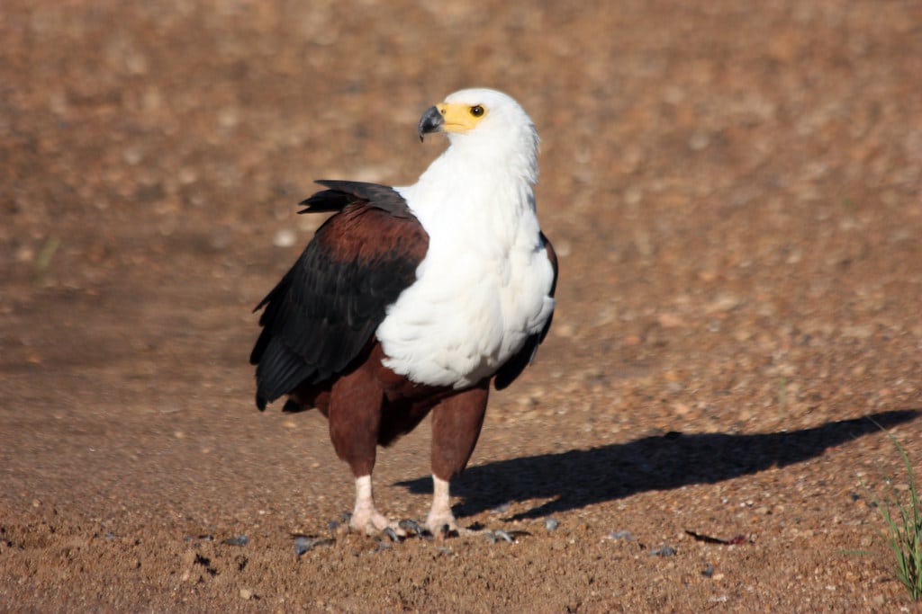 African Fish-Eagle (Haliaeetus vocifer) African Fish-Eagle (Haliaeetus vocifer)