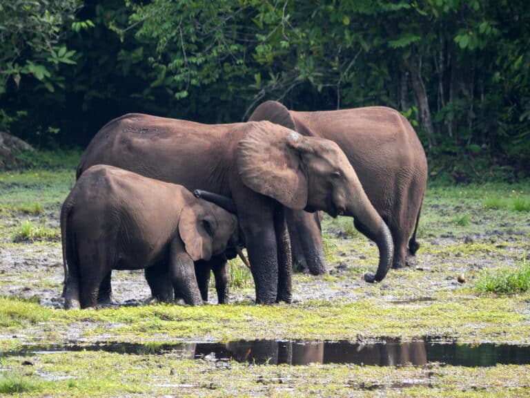 Loxodonta cyclotis 3970046