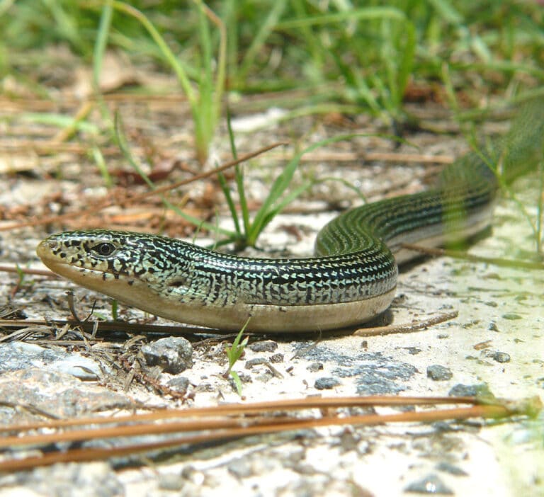 Eastern Glass Lizard, south Georgia, USA Eastern Glass Lizard, south Georgia, USA