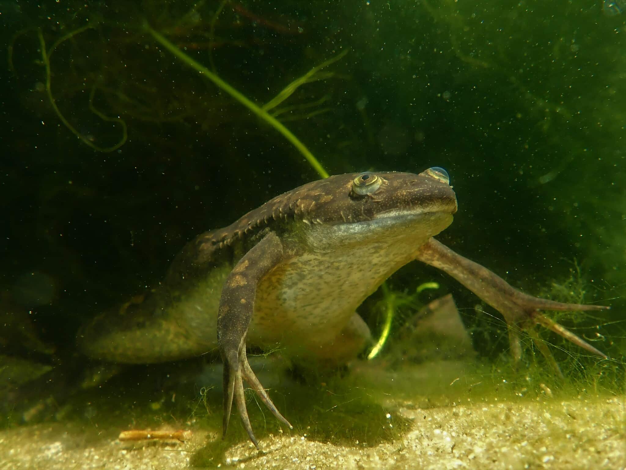 Xenopus laevis 251440090