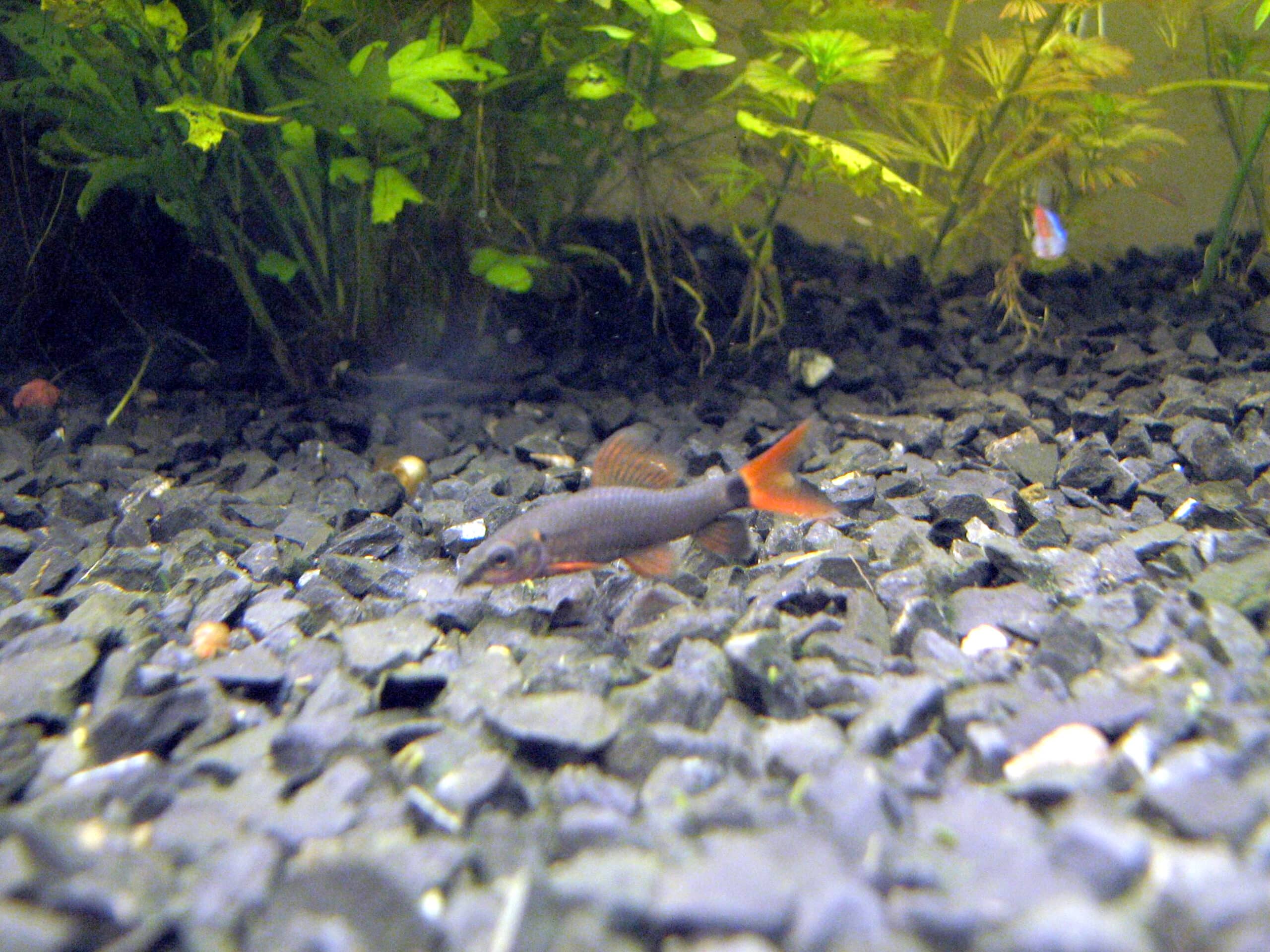 Labeo Frenatus