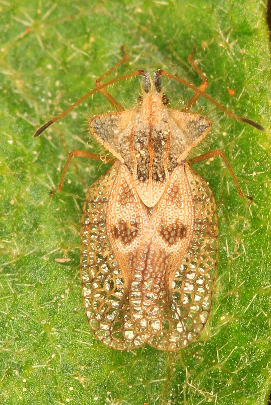 Eggplant Lace Bug – Gargaphia solani, Pickering Creek Audubon Center, Easton, Maryland