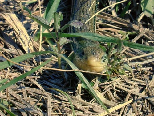 Glass Lizard (South Carolina) Glass Lizard (South Carolina)
