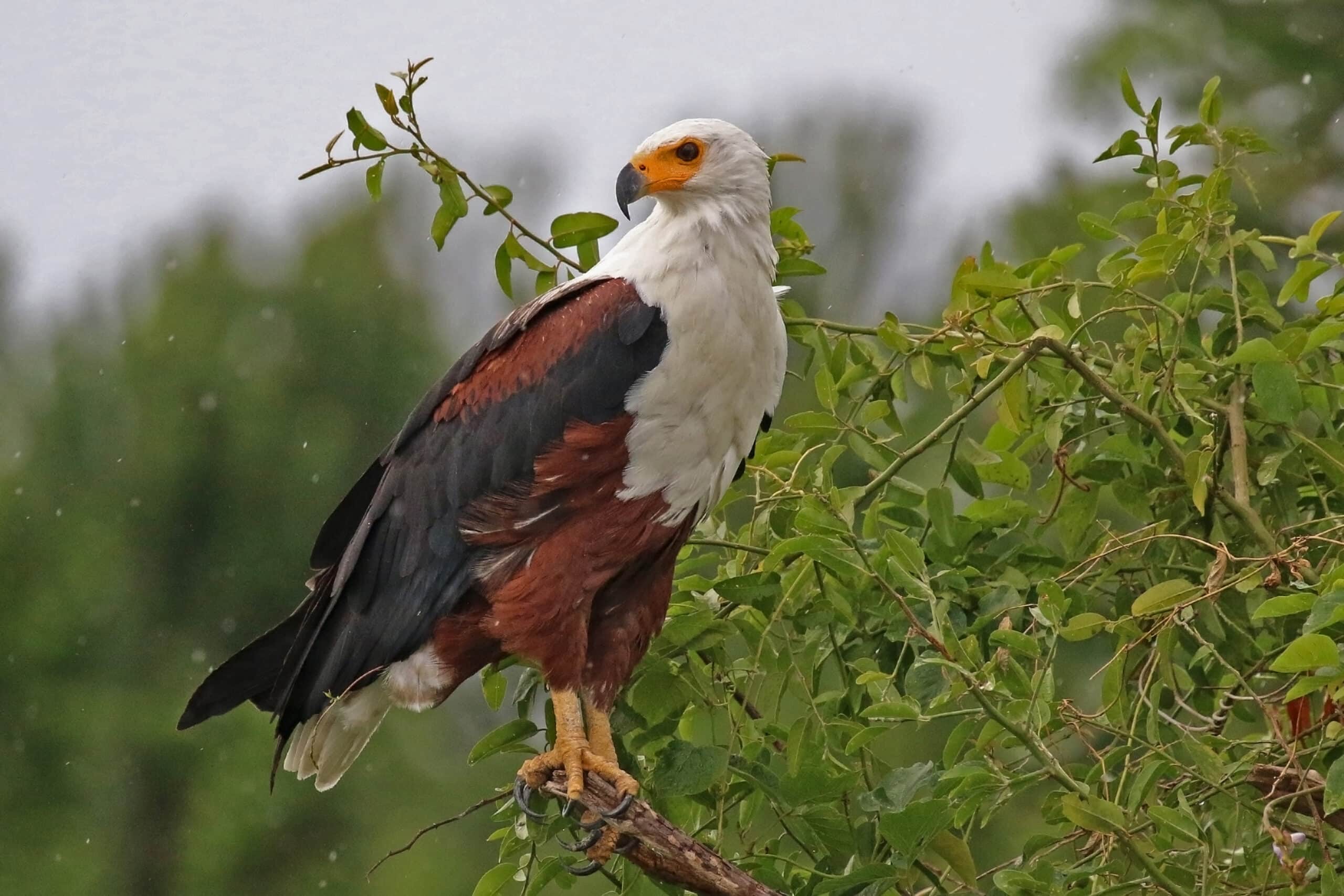 African fish eagle (Haliaeetus vocifer) African fish eagle (Haliaeetus vocifer) African Fish Eagle