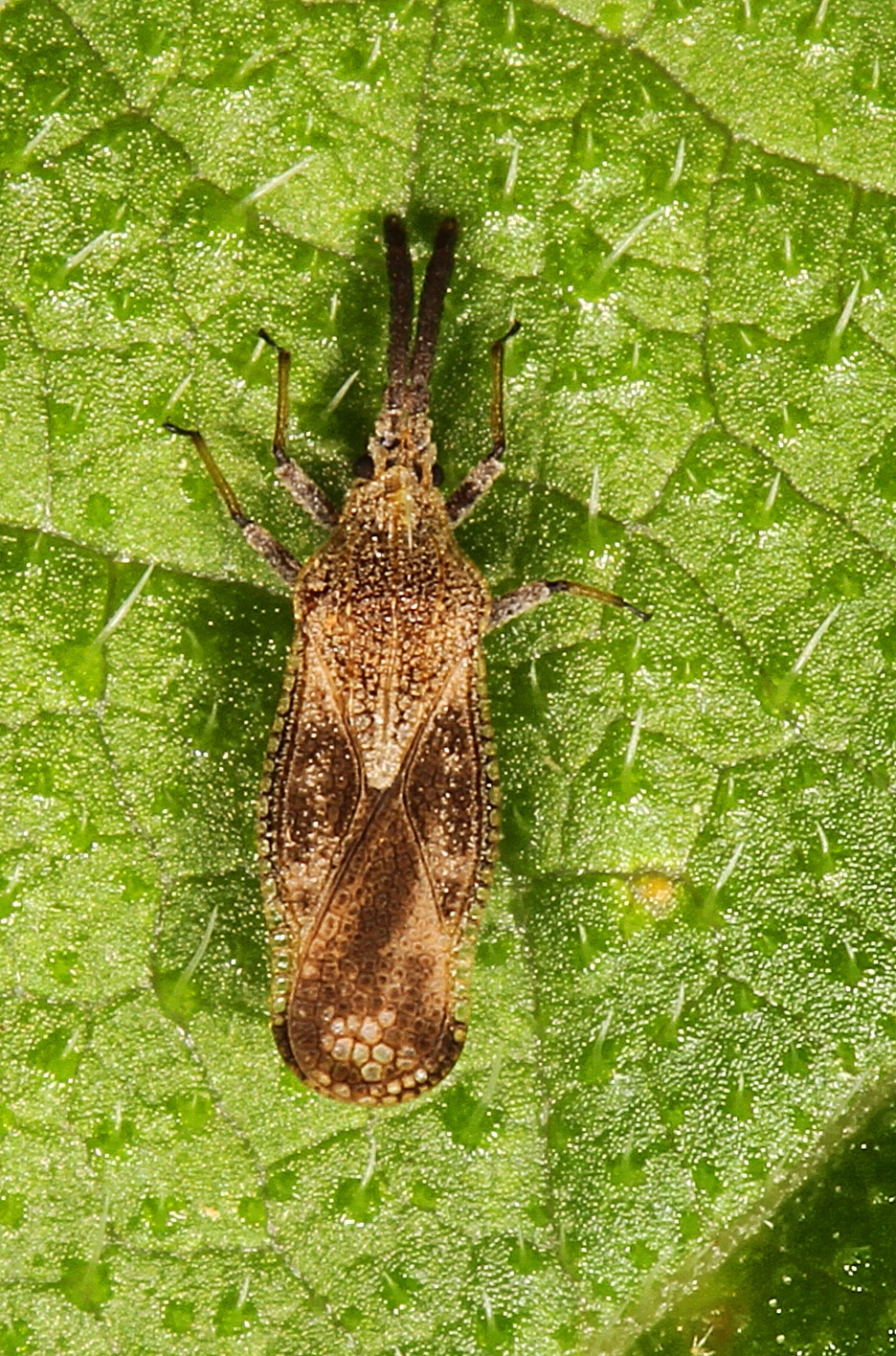 Lantana Lace Bug – Teleonemia scrupulosa, Sapelo Island, Georgia