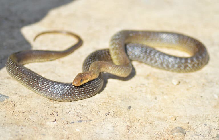 Zamenis longissimus Zamenis longissimus