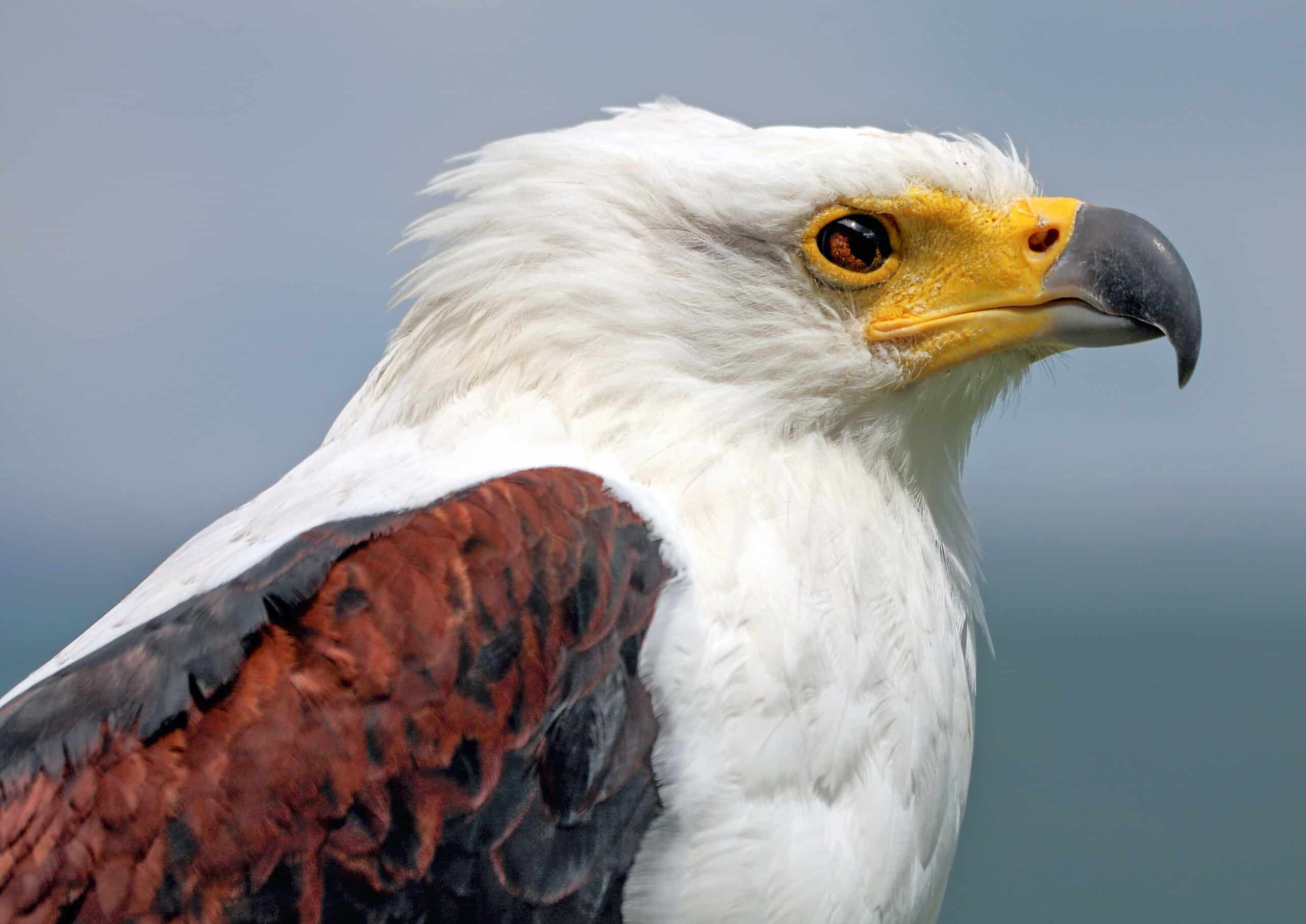 Schreiseeadler Haliaeetus vocifer 2 amk Schreiseeadler Haliaeetus vocifer 2 amk