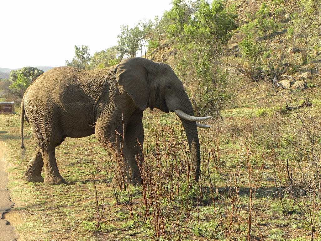 African Elephant African Elephant