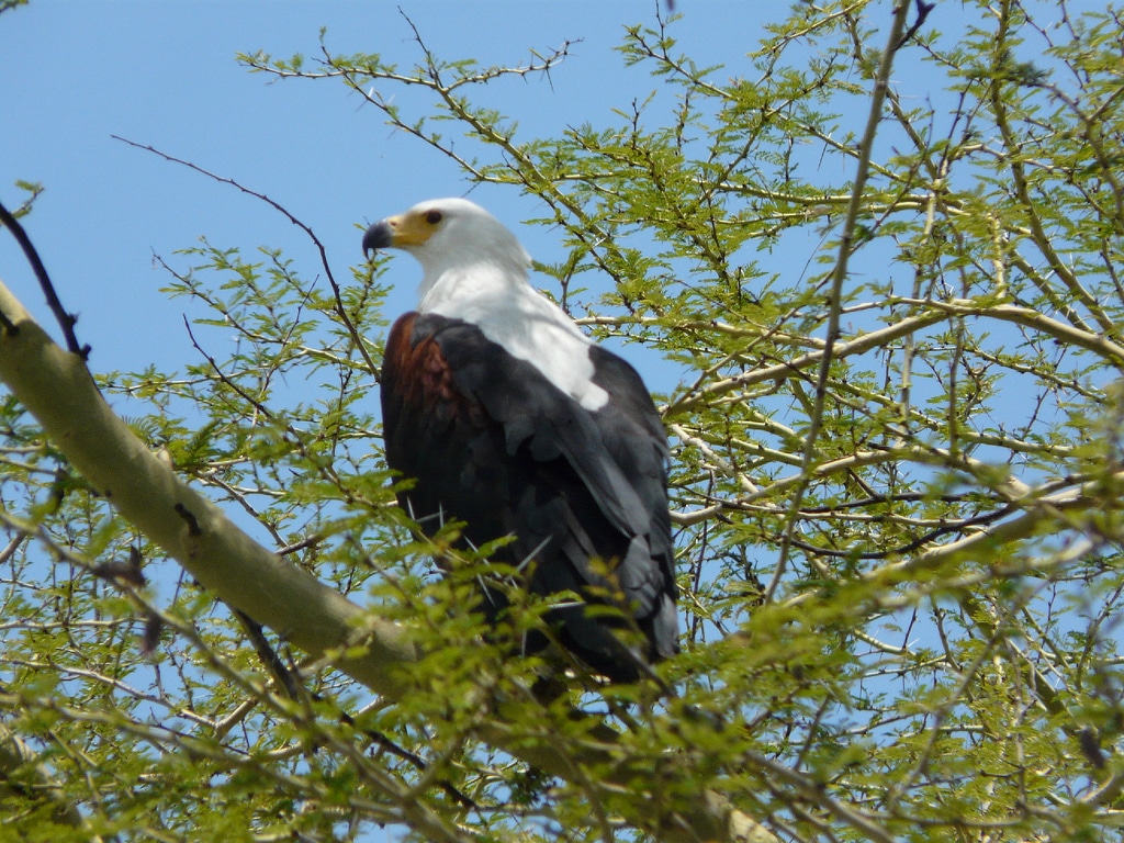 Haliaeetus vocifer -Malawi -perching in tree-8b Haliaeetus vocifer -Malawi -perching in tree-8b