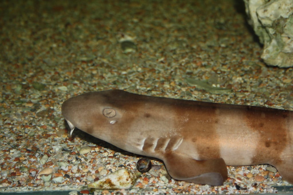 Hemiscylliidae>Chiloscyllium punctatum Brownbanded bamboo shark IMG4776