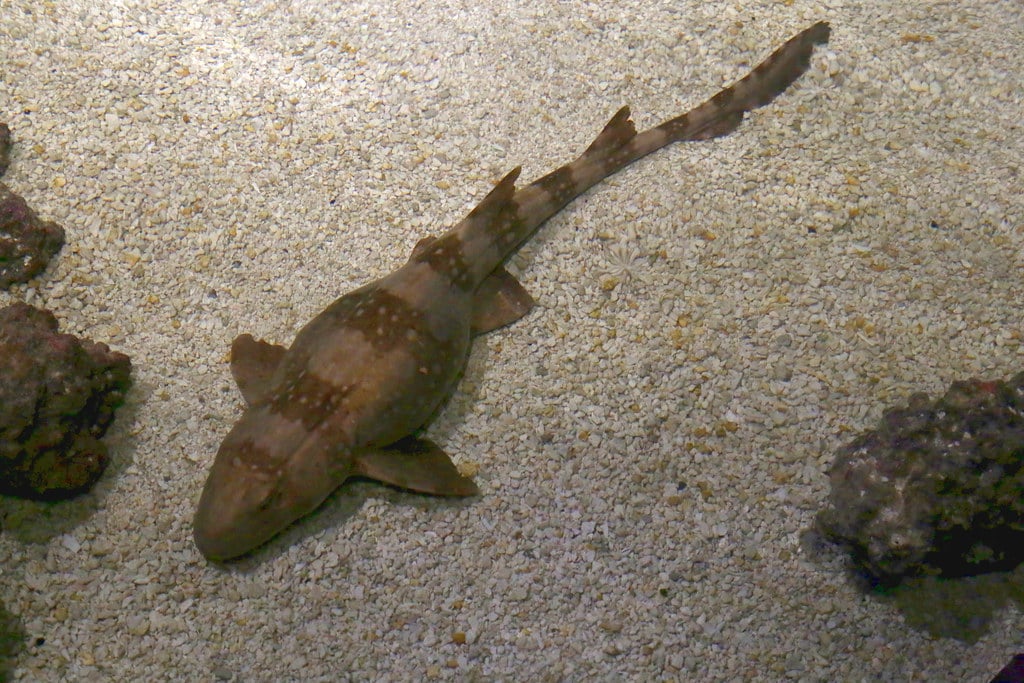 shark_6D4271