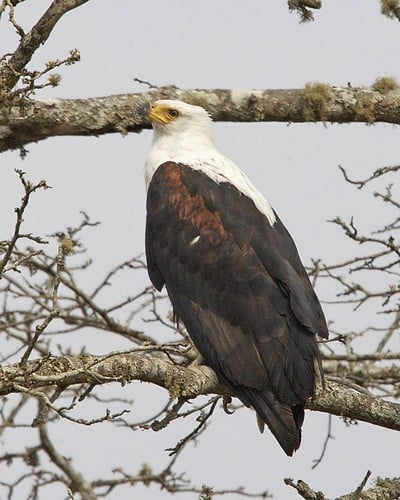 African Fish-Eagle (Haliaeetus vocifer) African Fish-Eagle (Haliaeetus vocifer)