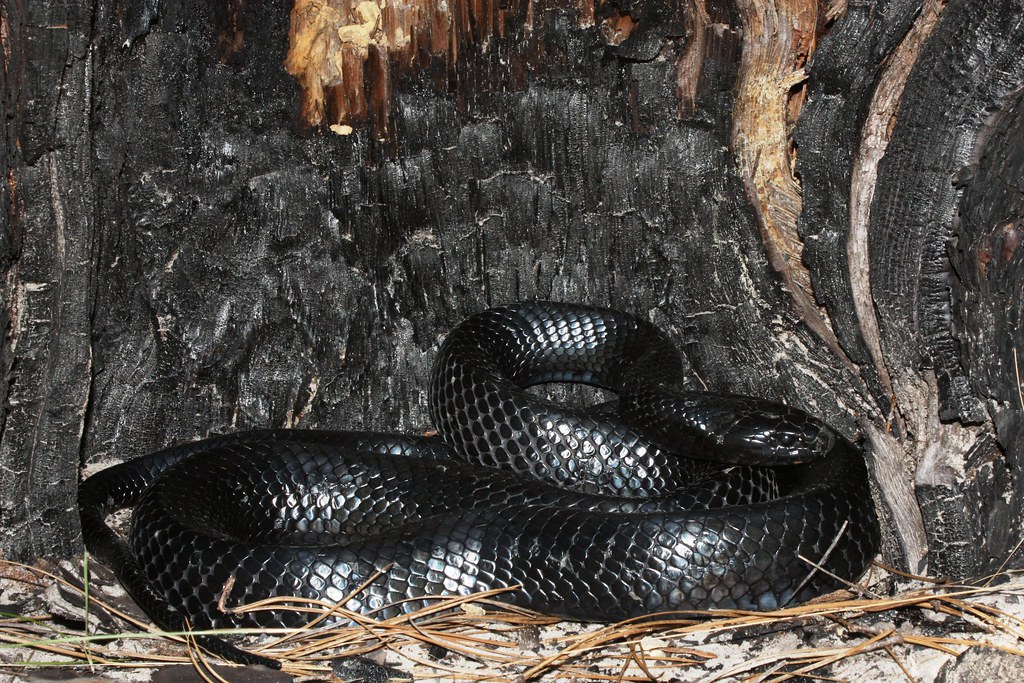 Eastern Indigo Snake Eastern Indigo Snake