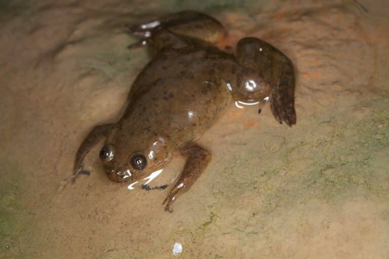 Xenopus laevis