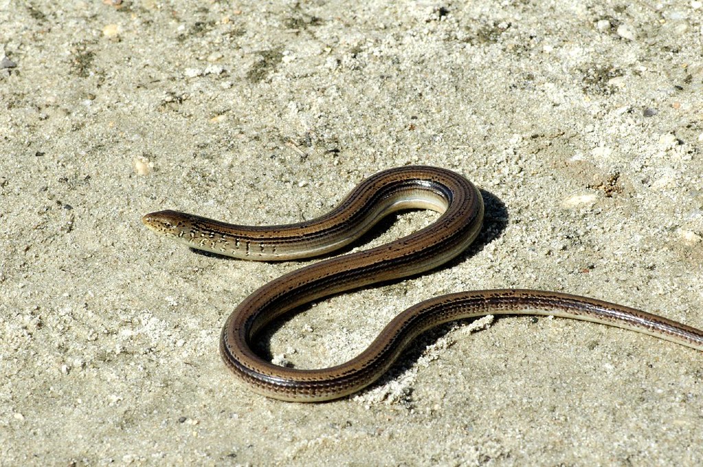 Eastern glass lizard Eastern glass lizard