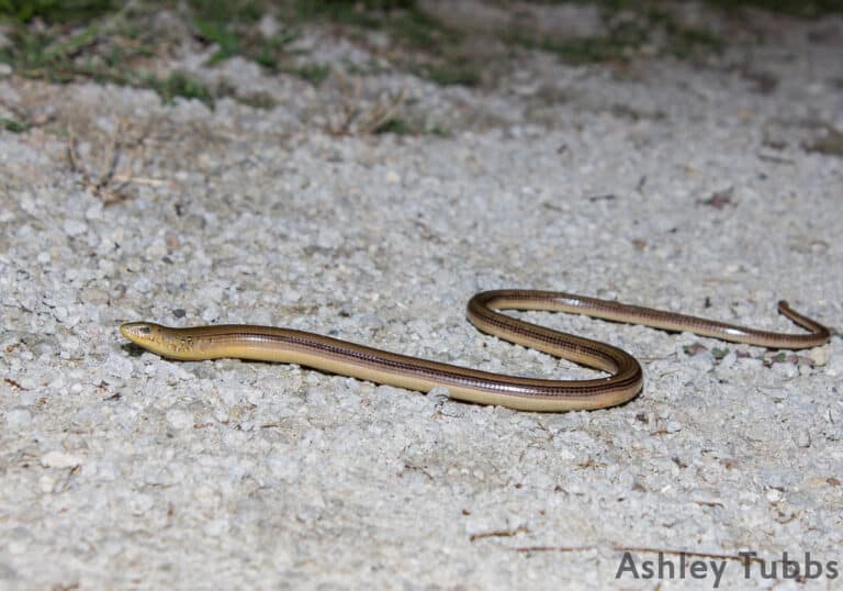 Eastern Glass Lizard, Ophisaurus ventralis. Eastern NC Eastern Glass Lizard, Ophisaurus ventralis. Eastern NC