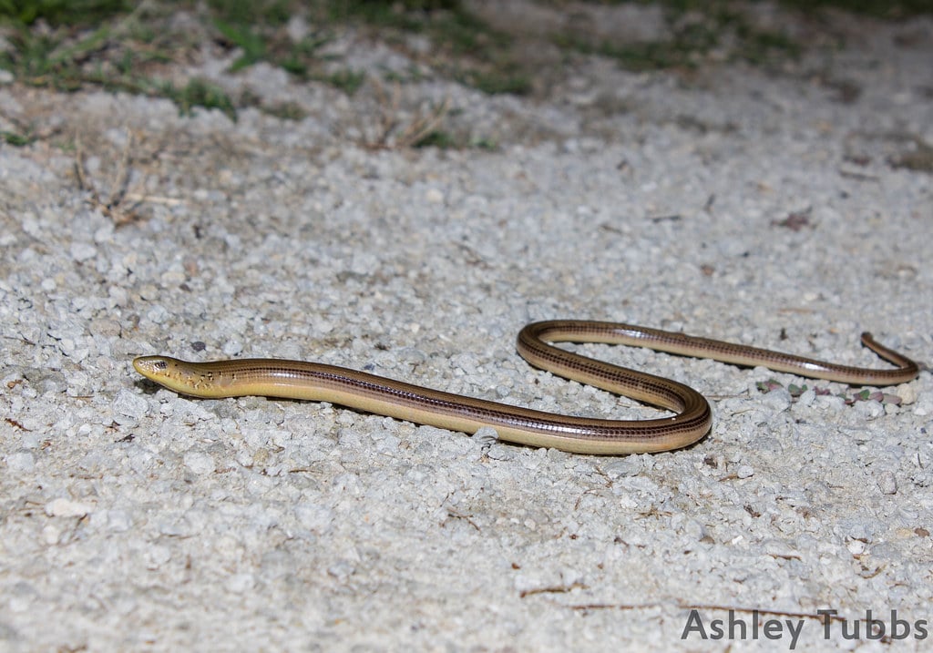 Eastern Glass Lizard, Ophisaurus ventralis. Eastern NC Eastern Glass Lizard, Ophisaurus ventralis. Eastern NC