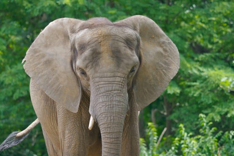 African Elephant Head On African Elephant Head On