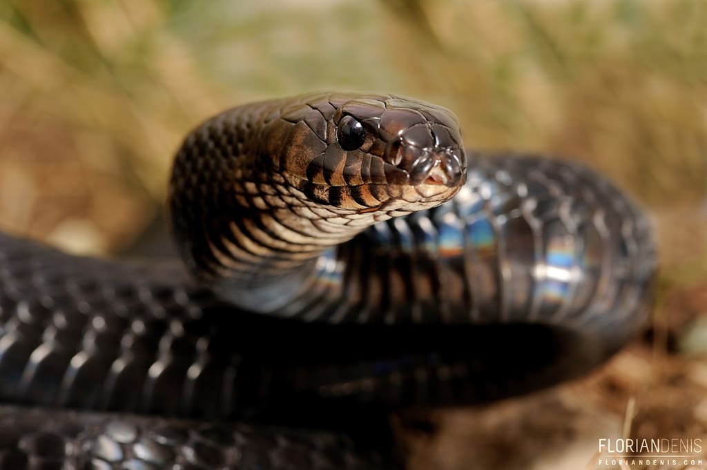 Eastern Indigo Snake Eastern Indigo Snake