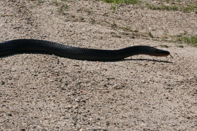 Eastern Indigo Snake (Drymarchon couperi formerly Drymarchon corais couperi) Eastern Indigo Snake (Drymarchon couperi formerly Drymarchon corais couperi)