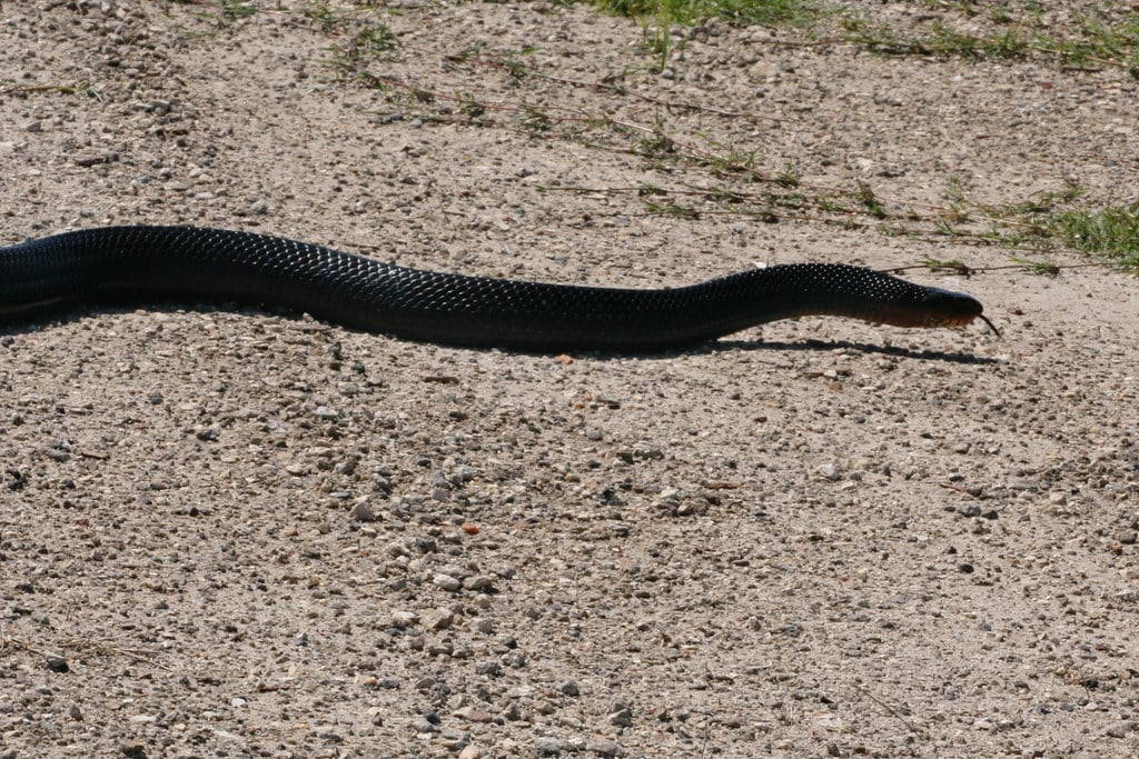Eastern Indigo Snake (Drymarchon couperi formerly Drymarchon corais couperi) Eastern Indigo Snake (Drymarchon couperi formerly Drymarchon corais couperi)