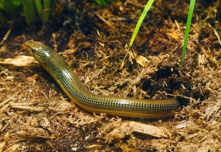 Jacksonville Zoo 10-29-2014 – Eastern Glass Lizard 1 Jacksonville Zoo 10-29-2014 – Eastern Glass Lizard 1