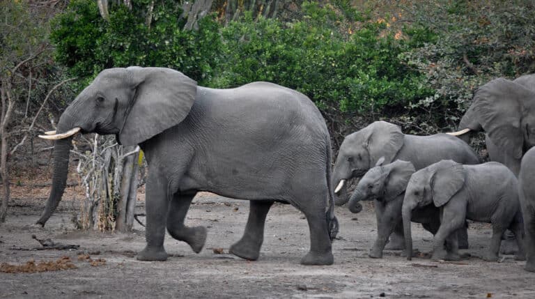 African Elephants African Elephants