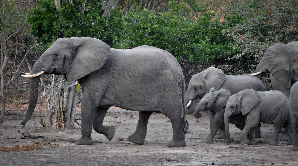 African Elephants African Elephants