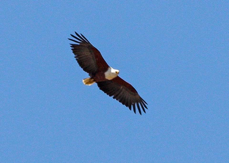 African Fish Eagle (Haliaeetus vocifer) African Fish Eagle (Haliaeetus vocifer)