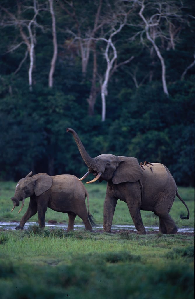 Loxodonta cyclotis