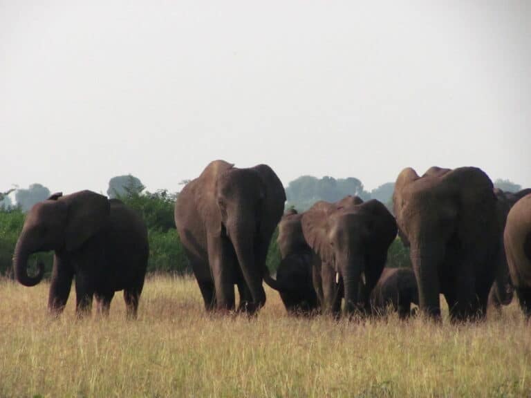 African Elephants African Elephants
