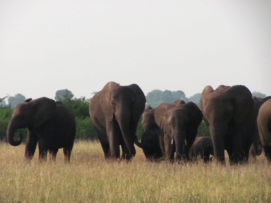 African Elephants African Elephants